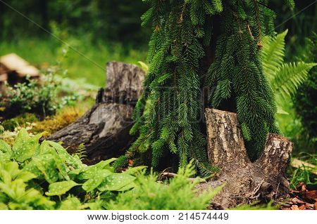 Picea abies Inversa weeping conifer planted in garden with tree logs and hostas