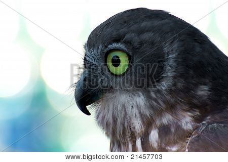 Sharp eye