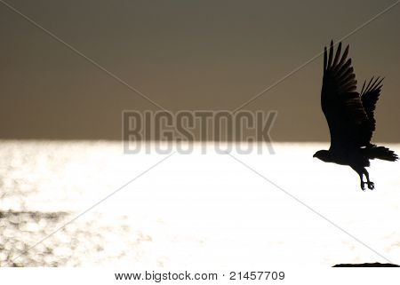 Wings of Freedom