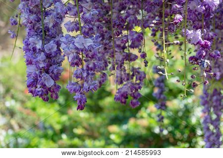 Delicate Purple Wysteria Flowers Nature Background