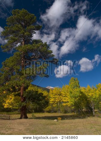 Evergreen In autunno