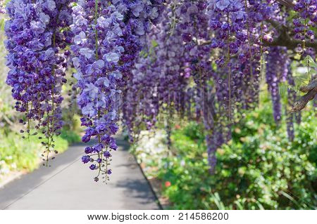 Beautiful Wysteria Flowers With Garden Alley On The Background