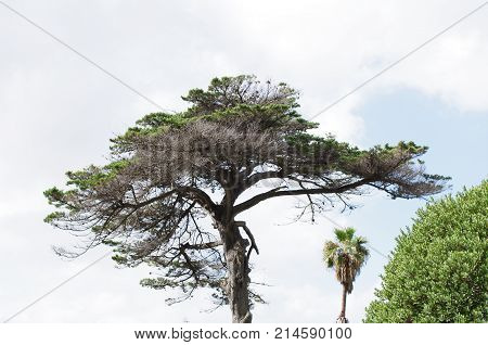 Pine tree with umbrella shape and dry branches etched against blue clouded sky