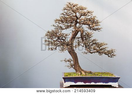 Bonsai bare tree in a pot against grey wall, China