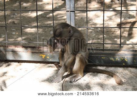 Sad and bewildered monkey macaque in front of the bars