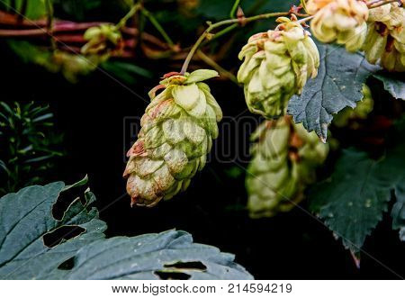 detail of the green flower of hops