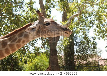 Giraffe head in close-up detail on the look