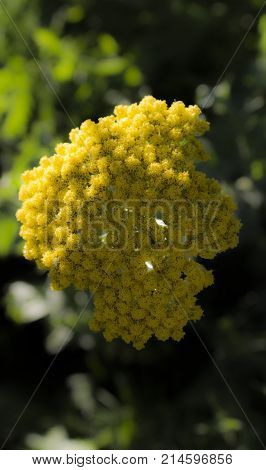 Macro photo of yellow flower with blurry effect