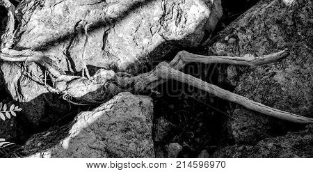 The wooden woman. Photo taken on rocks with a branch that looks like a woman lying down.
