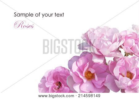 a pink  isolated wedding roses in a ungle composition