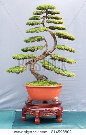 Bonsai pine trees in a pot against grey wall, China