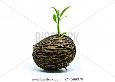 Green sprout growing from Cerbera odollam seed on white background