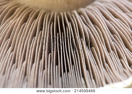 marco shot in extreme selective focus for use of text overlay of a food background featuring gills of a steak mushroom