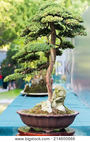 Bonsai pine tree in a pot in sunlight, China