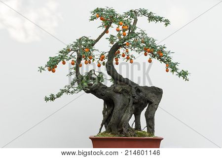 Bonsai tree with orange fruits against white wall, China