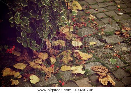 Autumn falling