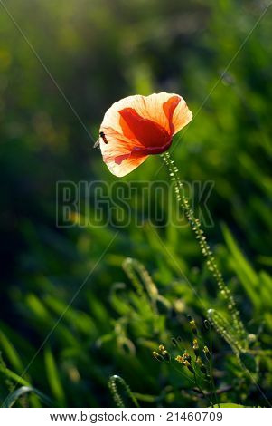 Lonely long red poppy