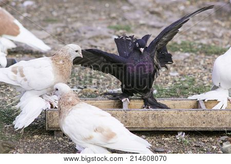 Lots of purebred pigeons with beautiful hackle feathers near feeding trough.