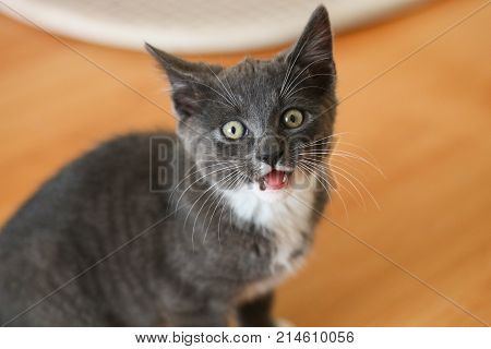 A grey kitten with white chest miaowing for food