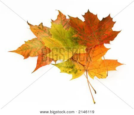 Gruppe von Maple Blätter # 3