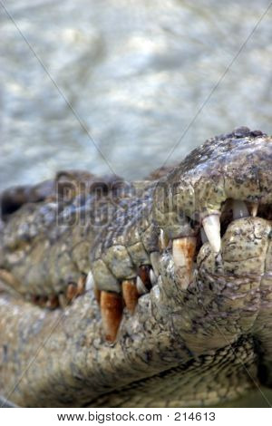 Croctooclose