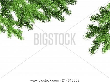 Spruce Branch On White Background.
