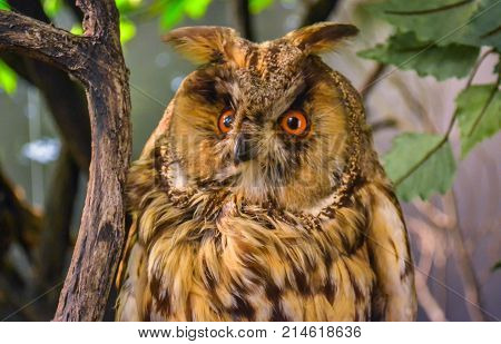 Close up of an wild European long eared owl asio otus resting in a tree