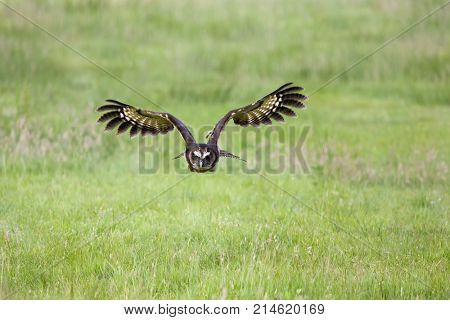 Malaysian wood owl in flight over meadows in evening light