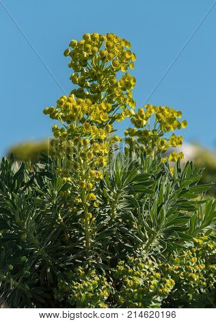 A Large Spurge In Front Of A Blue Sky In Croatia