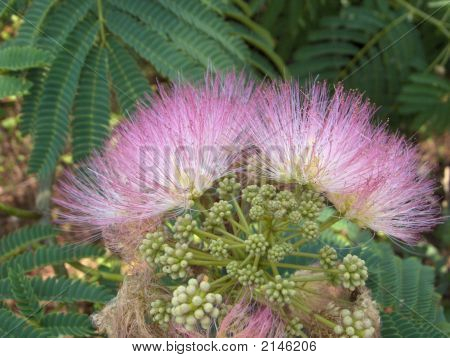 มิโมซ่า