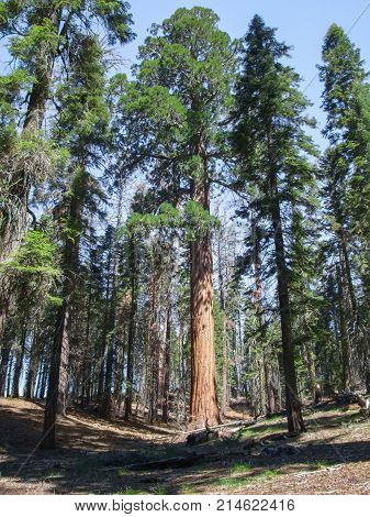 scenery at the Sequoia and Kings Canyon National Park with sequoia trees in California USA