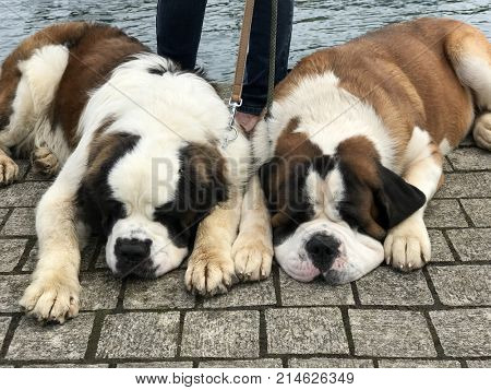Two pure breed Saint Bernard dogs lying down on a pavement on leads with water to the rear.