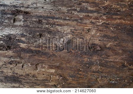 The old timber covered with cracks and traces of a bug bark beetle.