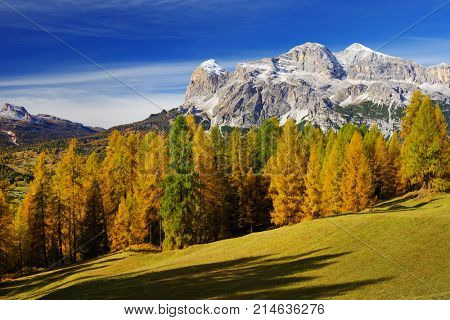 Larch forest in fall colours and The Tofane Group in the Dolomites, Italy, Europe