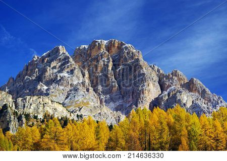 Larch forest in fall colours and The Tofane Group in the Dolomites, Italy, Europe