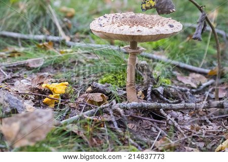 Edible mushrooms growing in the forest in Poland, Macrolepiota procera and Cantharellus cibarius.