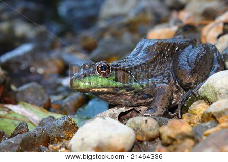 grüne Frosch (Rana Clamitans)