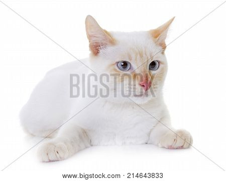 white siamese kitten in front of white background