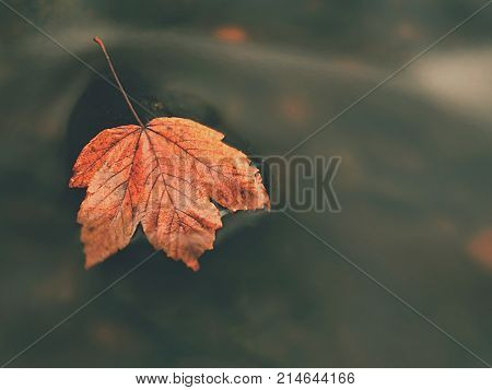 Fallen Maple Leaf In Stream. Cold Water Is Running Over Dark Boulders And Bubbles Create On Level Mi