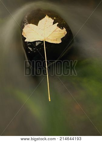 Fallen Maple Leaf In Stream. Cold Water Is Running Over Dark Boulders And Bubbles Create On Level Mi