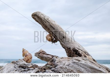 Hermit Crab in a beach of Taiwan