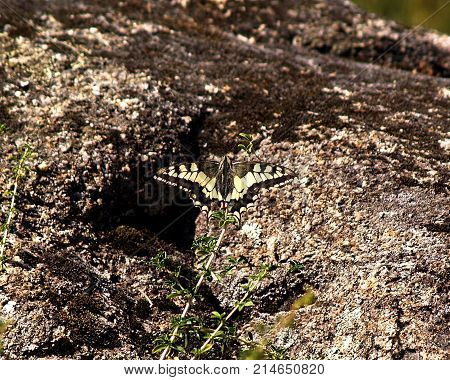 Butterfly perched on a branch in the botanical park of montealegre in ourense
