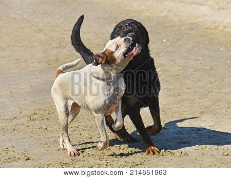 fighting rottweiler and boxer on the beach