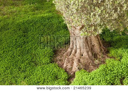 Old Olive Tree Trunk