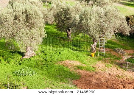 Harvest Time in Olive Tree Garden