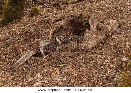 Ett rådjur som cachelagras av en Bobcat