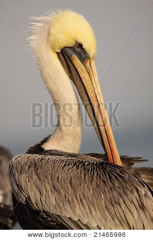 Brown Pelican Preening