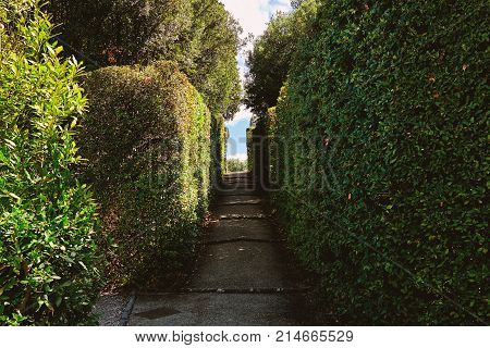 Narrow path in the public park in the Florence on a summer sunny day