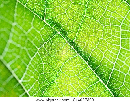 Select focust of green leaf texture macro and bleary of leaves texture.Useful as background.