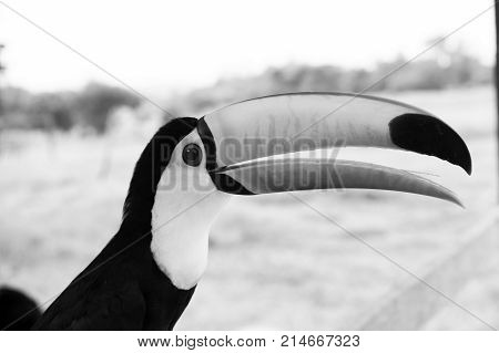 Closeup view of one tropical colorful beautiful funny brazil feathered bird of toucan in wildlife with big bright orange open beak sunny day outdoor on blurred natural background horizontal photo